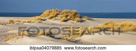 Stock Photography - "Dunes, Ellenbogen, Sylt, North Frisia, Schleswig-Holstein, Germany, Europe". Fotosearch