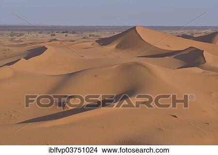 "Dunes in the morning light, Great Sand Sea, Sahara, Meknes-Tafilalet region, Morocco, Africa" View Large Photo Image Picture - "Dunes in the morning light, Great Sand Sea, Sahara, Meknes-Tafilalet region, Morocco, Africa". Fotosearch