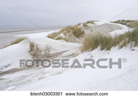 "Dunes in winter, Langeoog, East Frisian Islands, East Frisia, Lower Saxony, Germany, Europe" View Large Photo Image Stock Image - "Dunes in winter, Langeoog, East Frisian Islands, East Frisia, Lower Saxony, Germany, Europe". Fotosearch