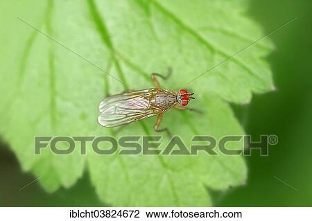 "Dung Fly (Scathophaga lutaria), North Rhine-Westphalia, Germany, Europe" View Large Photo Image Stock Image - "Dung Fly (Scathophaga lutaria), North Rhine-Westphalia, Germany, Europe". Fotosearch