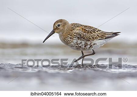 "Dunlin (Calidris alpina), foraging, basic plumage, mudflat, Wadden Sea, Baltic Sea, Mecklenburg-Vorpommern, Germany, Europe" View Large Photo Image Picture - "Dunlin (Calidris alpina), foraging, basic plumage, mudflat, Wadden Sea, Baltic Sea, Mecklenburg-Vorpommern, Germany, Europe". Fotosearch
