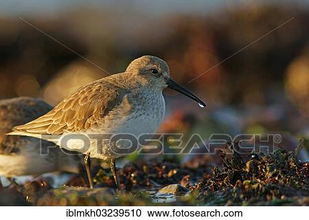 "Dunlin (Calidris alpina), Helgoland, Schleswig-Holstein, Germany, Europe" View Large Photo Image Stock Image - "Dunlin (Calidris alpina), Helgoland, Schleswig-Holstein, Germany, Europe". Fotosearch
