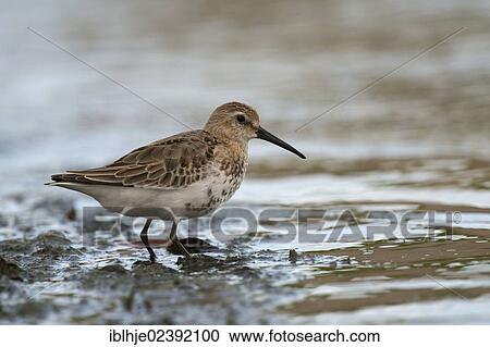 "Dunlin (Calidris alpina), Texel, The Netherlands, Europe" View Large Photo Image Stock Image - "Dunlin (Calidris alpina), Texel, The Netherlands, Europe". Fotosearch