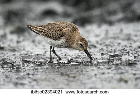 "Dunlin (Calidris alpina), Texel, The Netherlands, Europe" View Large Photo Image Stock Image - "Dunlin (Calidris alpina), Texel, The Netherlands, Europe". Fotosearch
