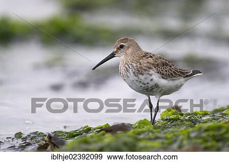 Stock Photo - "Dunlin (Calidris alpina), Texel, The Netherlands, Europe". Fotosearch