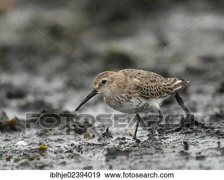 "Dunlin (Calidris alpina), Texel, The Netherlands, Europe" View Large Photo Image Stock Photo - "Dunlin (Calidris alpina), Texel, The Netherlands, Europe". Fotosearch