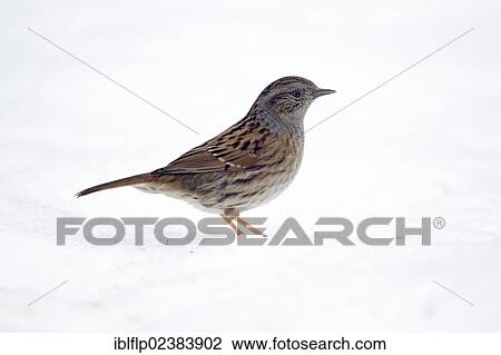 "Dunnock (Prunella modularis), adult, standing on snow, Warwickshire, England, United Kingdom, Europe" View Large Photo Image Stock Image - "Dunnock (Prunella modularis), adult, standing on snow, Warwickshire, England, United Kingdom, Europe". Fotosearch