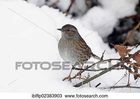 "Dunnock (Prunella modularis), adult, perched on stem in snow, Warwickshire, England, United Kingdom, Europe" View Large Photo Image Stock Image - "Dunnock (Prunella modularis), adult, perched on stem in snow, Warwickshire, England, United Kingdom, Europe". Fotosearch