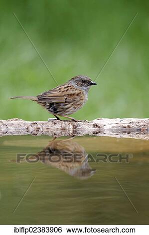 "Dunnock (Prunella modularis), adult, standing at edge of pool, Warwickshire, England, United Kingdom, Europe" View Large Photo Image Stock Photograph - "Dunnock (Prunella modularis), adult, standing at edge of pool, Warwickshire, England, United Kingdom, Europe". Fotosearch
