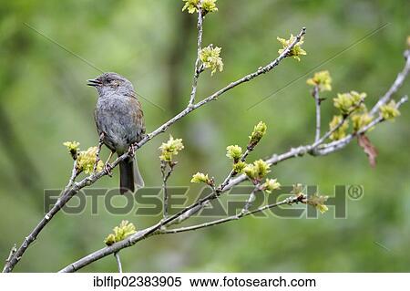 "Dunnock (Prunella modularis), adult, singing, perched on twig with opening leafbuds, Warwickshire, England, United Kingdom, Europe" View Large Photo Image Stock Photography - "Dunnock (Prunella modularis), adult, singing, perched on twig with opening leafbuds, Warwickshire, England, United Kingdom, Europe". Fotosearch