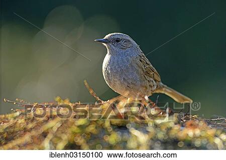 "Dunnock (Prunella modularis), Haren, Emsland, Lower Saxony, Germany, Europe" View Large Photo Image Stock Image - "Dunnock (Prunella modularis), Haren, Emsland, Lower Saxony, Germany, Europe". Fotosearch