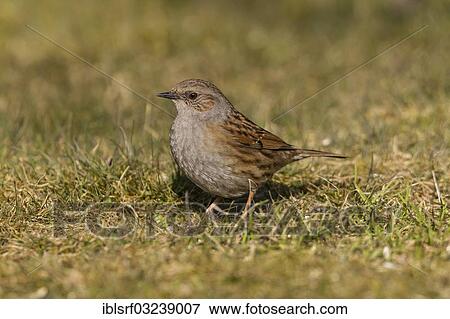 Stock Photo - "Dunnock (Prunella modularis), Hesse, Germany, Europe". Fotosearch