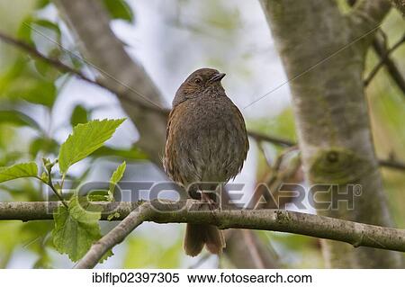 "Dunnock (Prunella modularis), Lackford Lakes, Suffolk, England, United Kingdom, Europe" View Large Photo Image Stock Photography - "Dunnock (Prunella modularis), Lackford Lakes, Suffolk, England, United Kingdom, Europe". Fotosearch