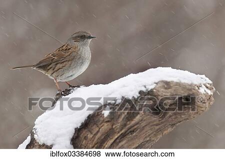 "Dunnock (Prunella modularis) perched on a tree stump during snowfall, Innsbruck, Tyrol, Austria, Europe" View Large Photo Image Stock Photo - "Dunnock (Prunella modularis) perched on a tree stump during snowfall, Innsbruck, Tyrol, Austria, Europe". Fotosearch