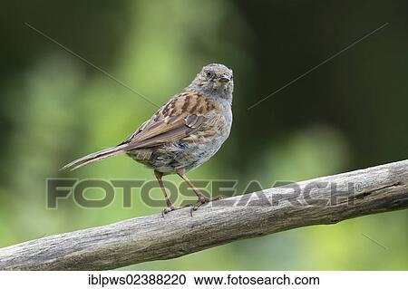 Stock Image - "Dunnock (Prunella modularis), perching, South Wales, United Kingdom, Europe". Fotosearch