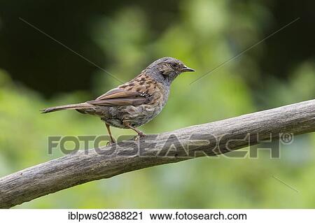 "Dunnock (Prunella modularis), perching, South Wales, United Kingdom, Europe" View Large Photo Image Stock Image - "Dunnock (Prunella modularis), perching, South Wales, United Kingdom, Europe". Fotosearch