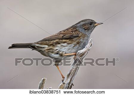 "Dunnock (Prunella modularis), Tyrol, Austria, Europe" View Large Photo Image Stock Image - "Dunnock (Prunella modularis), Tyrol, Austria, Europe". Fotosearch