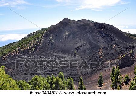 "Duraznero Volcano, Canary Island Pines (Pinus canariensis), Cumbre Vieja, Ruta de los Volcanes, Volcano Route, La Palma, Canary Islands, Spain, Europe" View Large Photo Image Stock Photo - "Duraznero Volcano, Canary Island Pines (Pinus canariensis), Cumbre Vieja, Ruta de los Volcanes, Volcano Route, La Palma, Canary Islands, Spain, Europe". Fotosearch