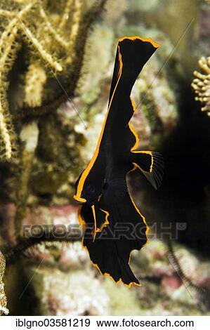 "Dusky Batfish or Red-faced Batfish (Platax pinnatus), juvenile, Philippines, Asia" View Large Photo Image Stock Photo - "Dusky Batfish or Red-faced Batfish (Platax pinnatus), juvenile, Philippines, Asia". Fotosearch