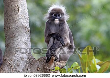 "Dusky Leaf Monkey or Spectacled Langur (Trachypithecus obscurus), adult on tree, native to Asia, Singapore, Asia" View Large Photo Image Stock Image - "Dusky Leaf Monkey or Spectacled Langur (Trachypithecus obscurus), adult on tree, native to Asia, Singapore, Asia". Fotosearch