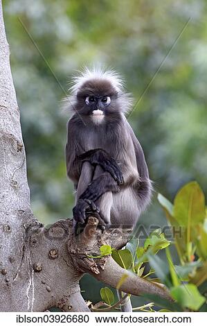 "Dusky Leaf Monkey or Spectacled Langur (Trachypithecus obscurus), adult on tree, native to Asia, Singapore, Asia" View Large Photo Image Stock Image - "Dusky Leaf Monkey or Spectacled Langur (Trachypithecus obscurus), adult on tree, native to Asia, Singapore, Asia". Fotosearch