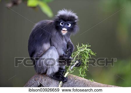 "Dusky Leaf Monkey or Spectacled Langur (Trachypithecus obscurus), adult on tree holding food, native to Asia, Singapore, Asia" View Large Photo Image Stock Photo - "Dusky Leaf Monkey or Spectacled Langur (Trachypithecus obscurus), adult on tree holding food, native to Asia, Singapore, Asia". Fotosearch