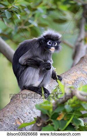"Dusky Leaf Monkey or Spectacled Langur (Trachypithecus obscurus), adult on tree, native to Asia, Singapore, Asia" View Large Photo Image Stock Photo - "Dusky Leaf Monkey or Spectacled Langur (Trachypithecus obscurus), adult on tree, native to Asia, Singapore, Asia". Fotosearch