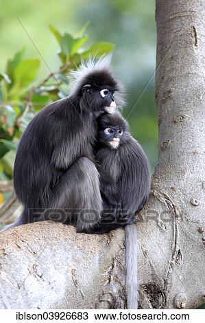 "Dusky Leaf Monkeys or Spectacled Langurs (Trachypithecus obscurus), female with young on a tree, native to Asia, Singapore, Asia" View Large Photo Image Stock Image - "Dusky Leaf Monkeys or Spectacled Langurs (Trachypithecus obscurus), female with young on a tree, native to Asia, Singapore, Asia". Fotosearch