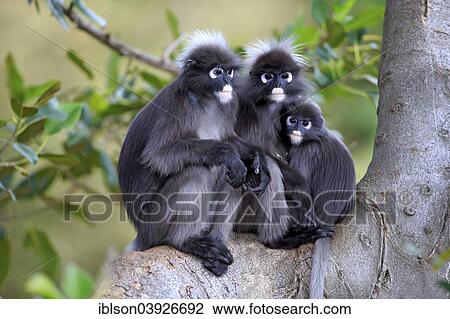 Stock Image - "Dusky Leaf Monkeys or Spectacled Langurs (Trachypithecus obscurus), monkey family on tree, native to Asia, Singapore, Asia". Fotosearch