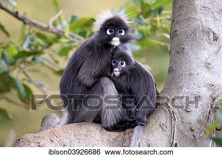 "Dusky Leaf Monkeys or Spectacled Langurs (Trachypithecus obscurus), female with young on a tree, native to Asia, Singapore, Asia" View Large Photo Image Stock Photograph - "Dusky Leaf Monkeys or Spectacled Langurs (Trachypithecus obscurus), female with young on a tree, native to Asia, Singapore, Asia". Fotosearch