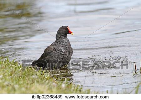 Stock Photo - "Dusky Moorhen (Gallinula tenebrosa), adult, bathing on lake in parkland, Perth, Western Australia, Australia, Oceania". Fotosearch