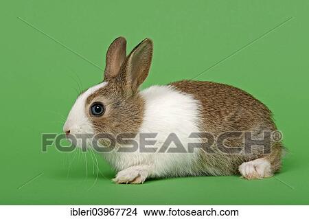 Dutch rabbit View Large Photo Image Picture - Dutch rabbit. Fotosearch