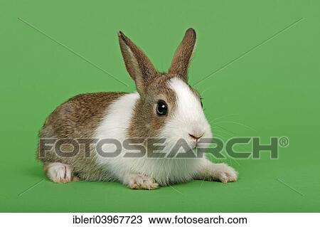Dutch rabbit View Large Photo Image Stock Image - Dutch rabbit. Fotosearch