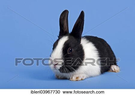 Dutch rabbit View Large Photo Image Stock Image - Dutch rabbit. Fotosearch