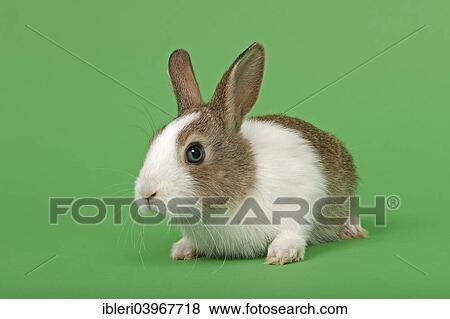 Dutch rabbit View Large Photo Image Stock Photo - Dutch rabbit. Fotosearch
