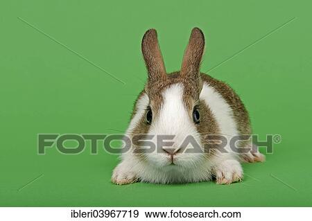 Dutch rabbit View Large Photo Image Stock Photo - Dutch rabbit. Fotosearch