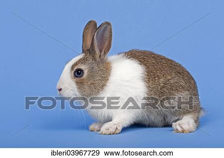 Dutch rabbit View Large Photo Image Stock Photo - Dutch rabbit. Fotosearch