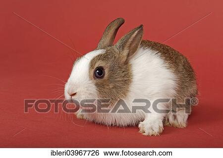 Dutch rabbit View Large Photo Image Stock Photograph - Dutch rabbit. Fotosearch