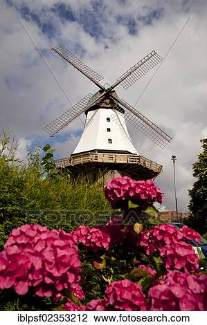 Stock Image - "Dutch windmill called Amanda and flowering hydrangeas, Kappeln, Schleswig-Holstein, Germany, Europe". Fotosearch