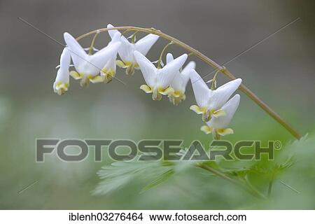 Picture - "Dutchman's Breeches (Dicentra cucullaria), Haren, Emsland, Lower Saxony, Germany, Europe". Fotosearch