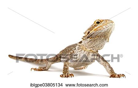 Picture - Dwarf Bearded Dragon (Pogona minor). Fotosearch