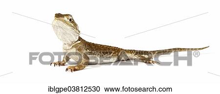 Dwarf Bearded Dragon (Pogona minor) View Large Photo Image Stock Image - Dwarf Bearded Dragon (Pogona minor). Fotosearch