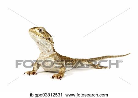 Dwarf Bearded Dragon (Pogona minor) View Large Photo Image Stock Image - Dwarf Bearded Dragon (Pogona minor). Fotosearch