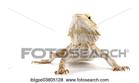 Dwarf Bearded Dragon (Pogona minor) View Large Photo Image Stock Photo - Dwarf Bearded Dragon (Pogona minor). Fotosearch