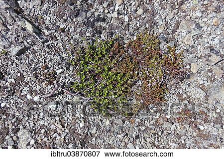 Stock Photo - "Dwarf Birch (Betula nana), Dovrefjellâ€“Sunndalsfjella National Park, Norway, Europe". Fotosearch