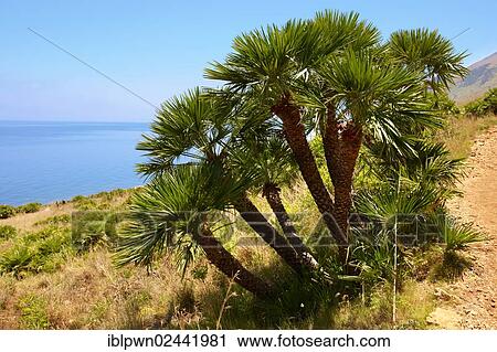 Stock Image - "Dwarf palms (Chamaerops humilis), Zingaro Nature Reserve, Sicily, Italy, Europe". Fotosearch