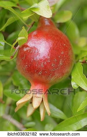 Stock Image - "Dwarf Pomegranate (Punica granatum nana var), Germany, Europe". Fotosearch