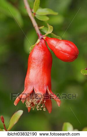 "Dwarf Pomegranate (Punica granatum nana var), flowers, Germany, Europe" View Large Photo Image Stock Image - "Dwarf Pomegranate (Punica granatum nana var), flowers, Germany, Europe". Fotosearch