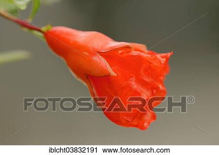 Stock Image - "Dwarf Pomegranate (Punica granatum nana var), flowering, Germany, Europe". Fotosearch