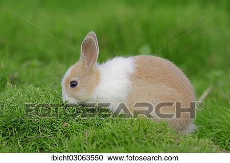 "Dwarf Rabbit (Oryctolagus cuniculus forma domestica), cub on meadow, North Rhine-Westphalia, Germany, Europe" View Large Photo Image Stock Image - "Dwarf Rabbit (Oryctolagus cuniculus forma domestica), cub on meadow, North Rhine-Westphalia, Germany, Europe". Fotosearch